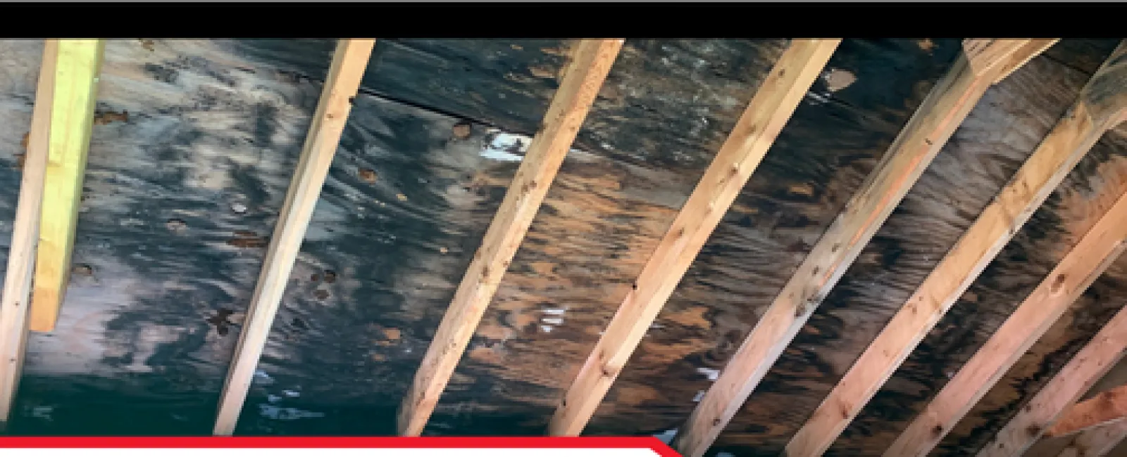 How Homeowners Can Help Prevent Mold Growth