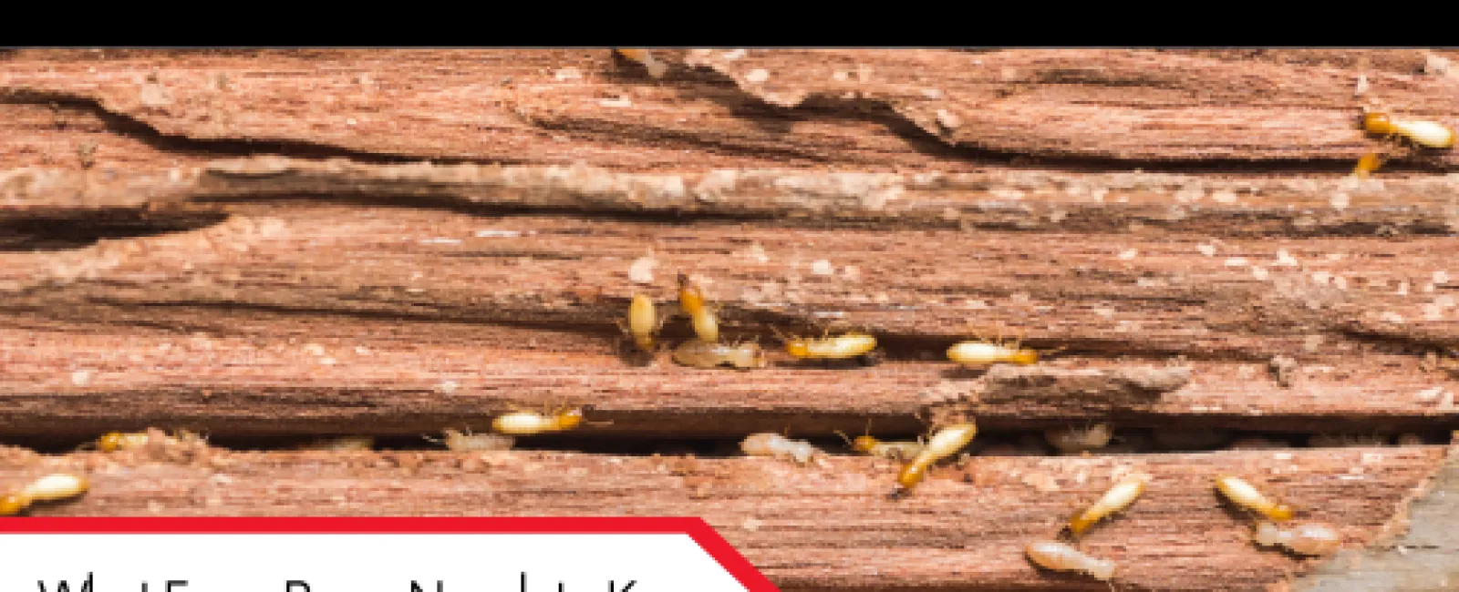 What Every Buyer Needs to Know About Termite Damage