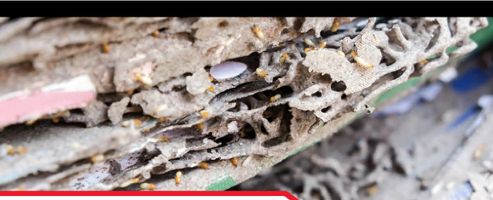 Understanding Termite Damage: A Critical Insight