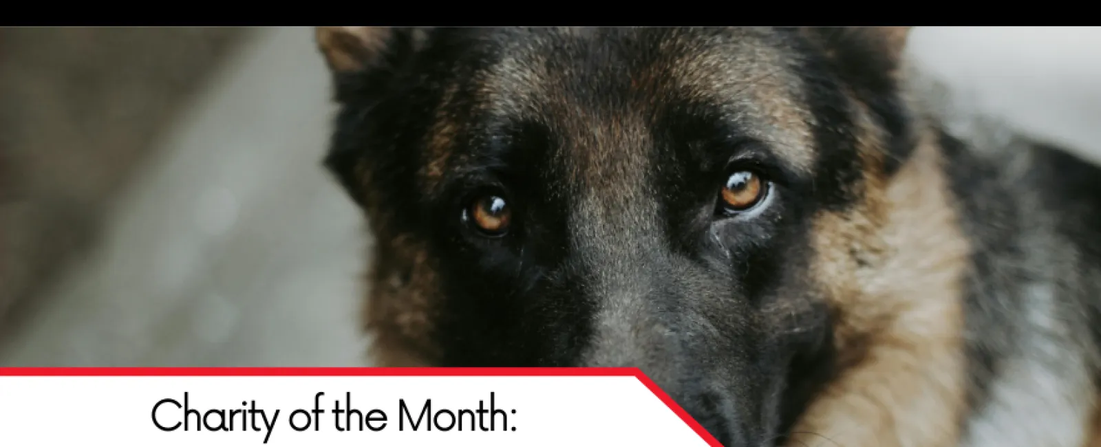 Close-up of a German Shepherd dog featured as Charity of the Month November 2022 by LunsPro Inspections