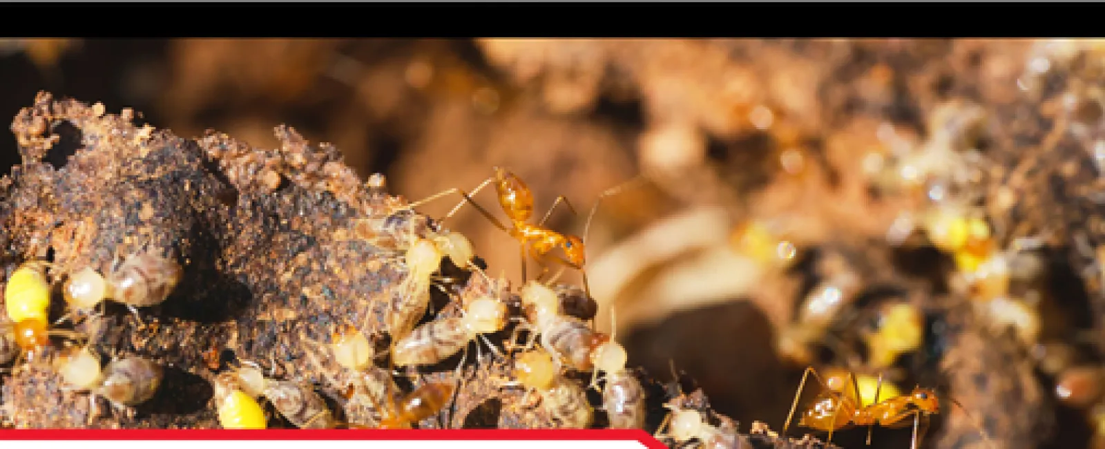 Close-up of termites on wood illustrating the need for termite inspections in home maintenance.