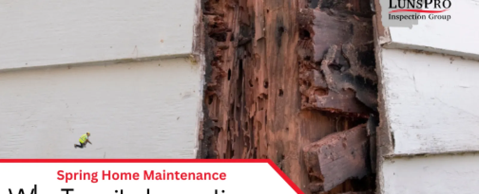 Why Termite Inspections Are a Must in Spring