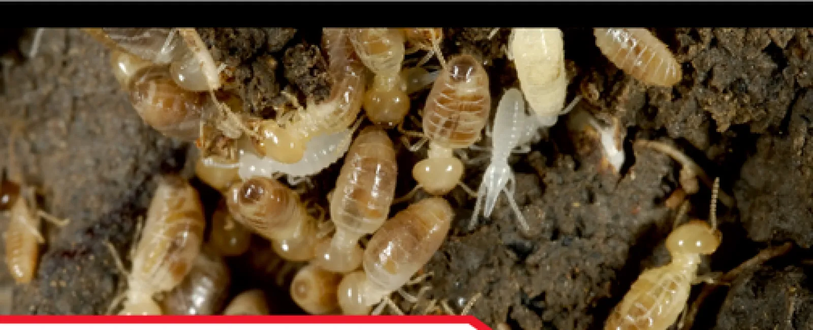 Dealing with Active Termites in Your Home