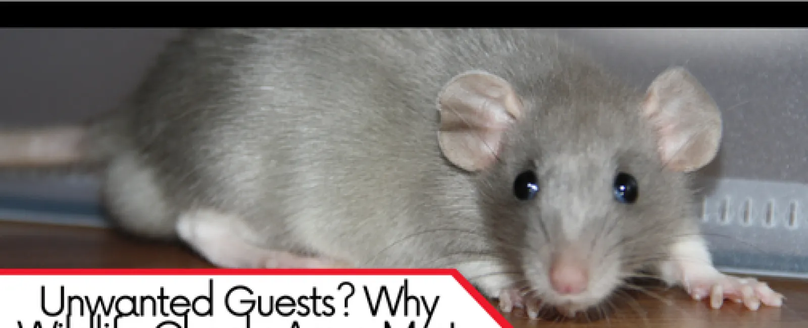 Unwanted Guests? Why Wildlife Checks Are a Must During Home Inspections