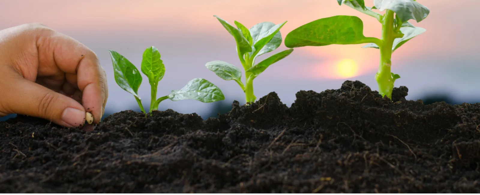 Evolution of Leading with Teams