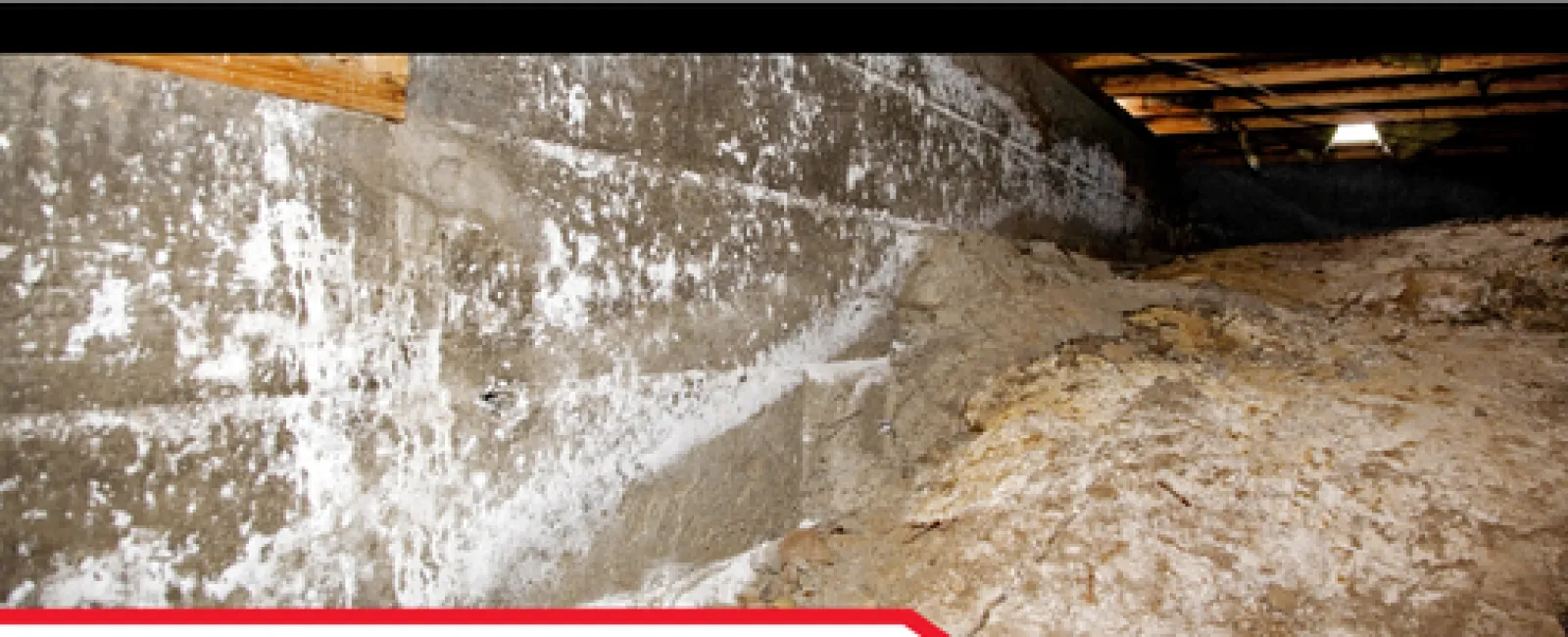 Crawl space with signs of pest damage and mold highlighting the importance of pest inspections in home maintenance