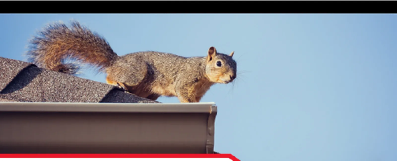 Squirrel perched on a roof edge against a clear blue sky in a neighborhood setting.