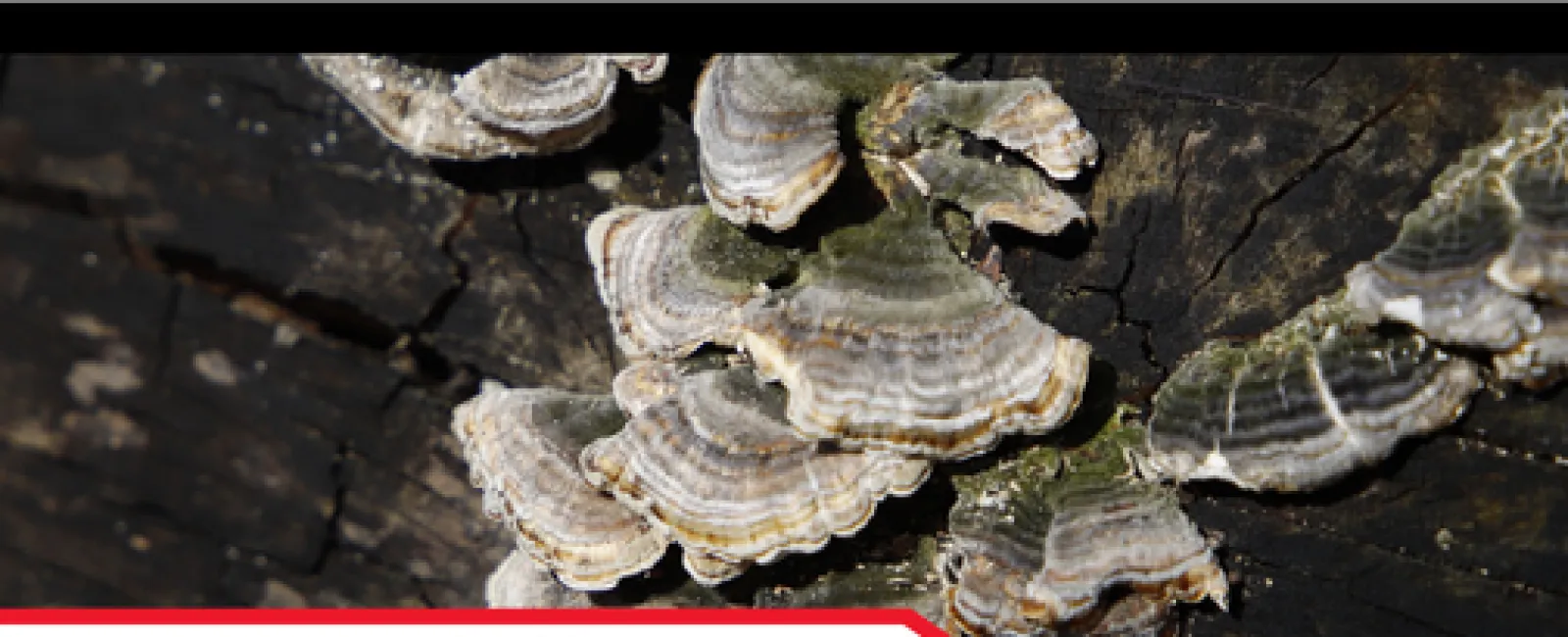 Recognizing and Addressing Fungal Growth in Your Home