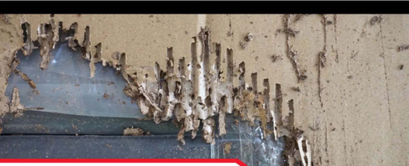 Understanding Home Inspections: Evaluating Termite and Pest Issues
