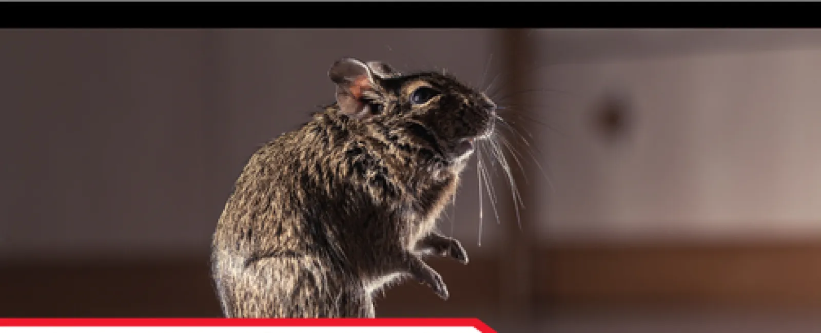 The Importance of Sealing Rodent Entry Points