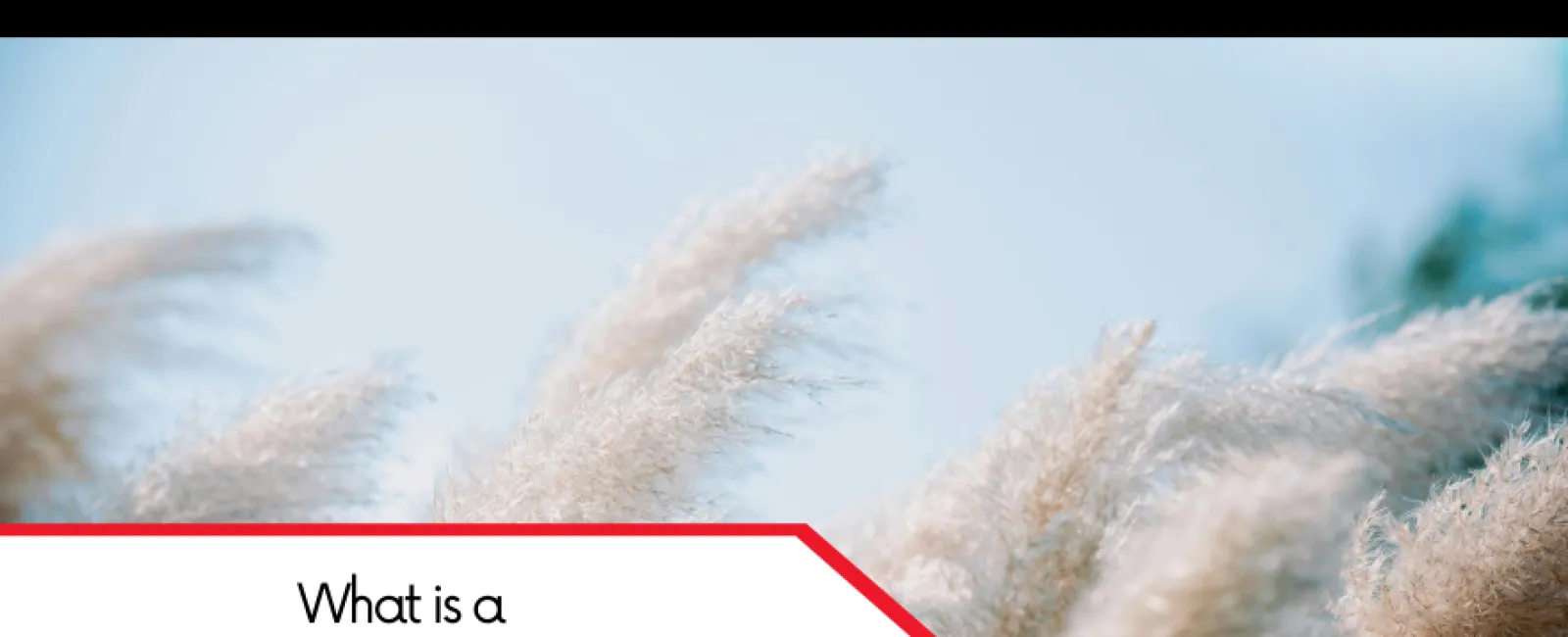 Close-up of soft pampas grass with text asking about wind mitigation inspection against a clear sky.