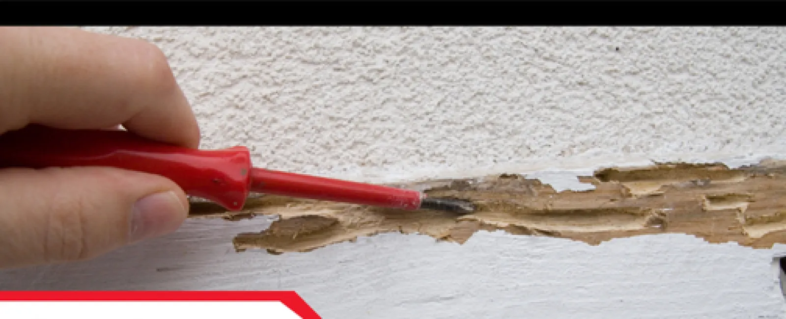 Hand holding red screwdriver pointing to extensive termite damage on painted wooden surface under textured wall.