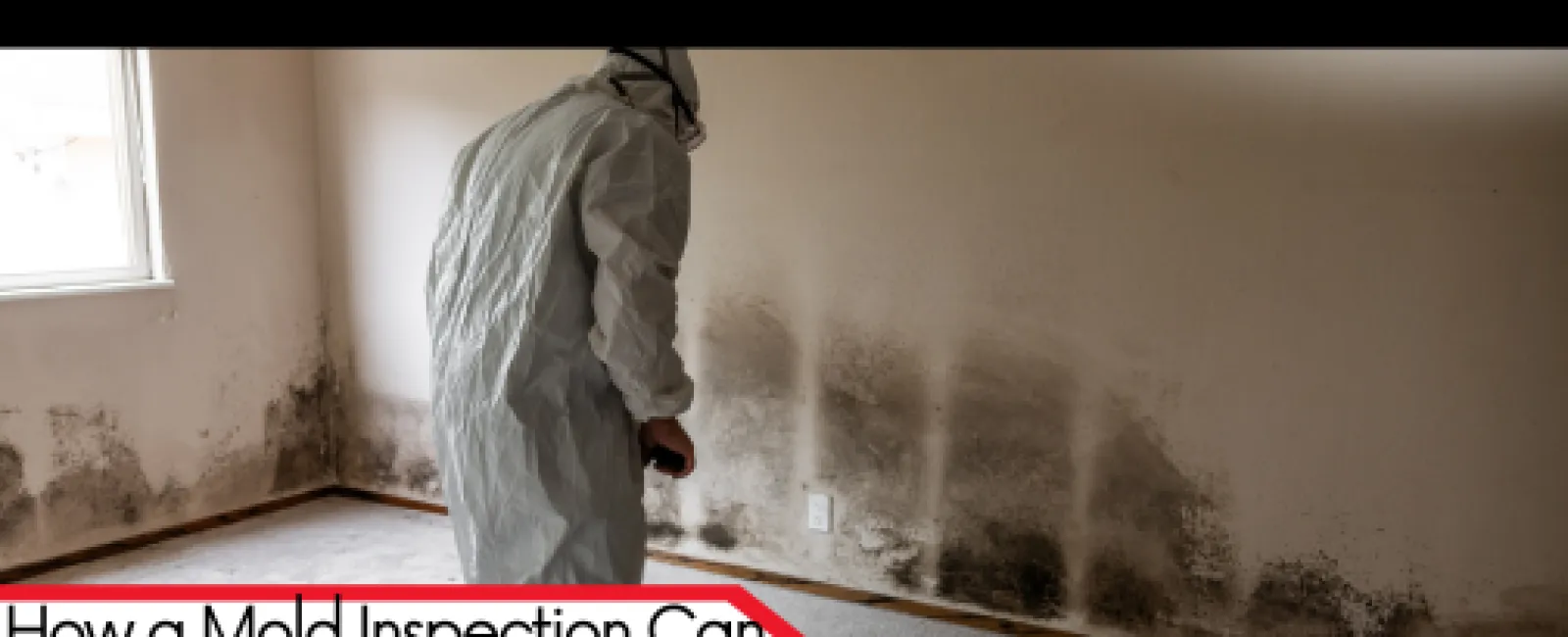 How a Mold Inspection Can Prevent Health Hazards During the Holidays