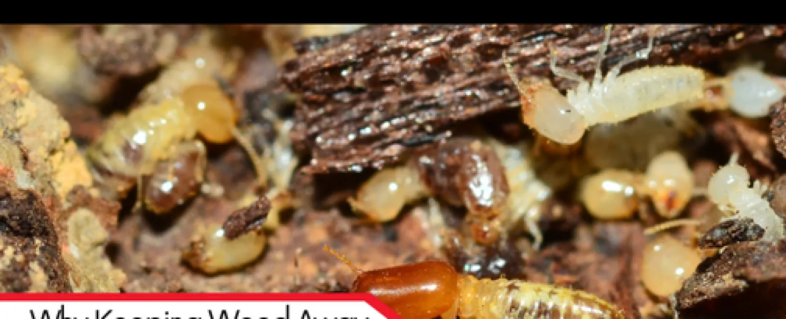 Why Keeping Wood Away From Your Home Helps Prevent Termites