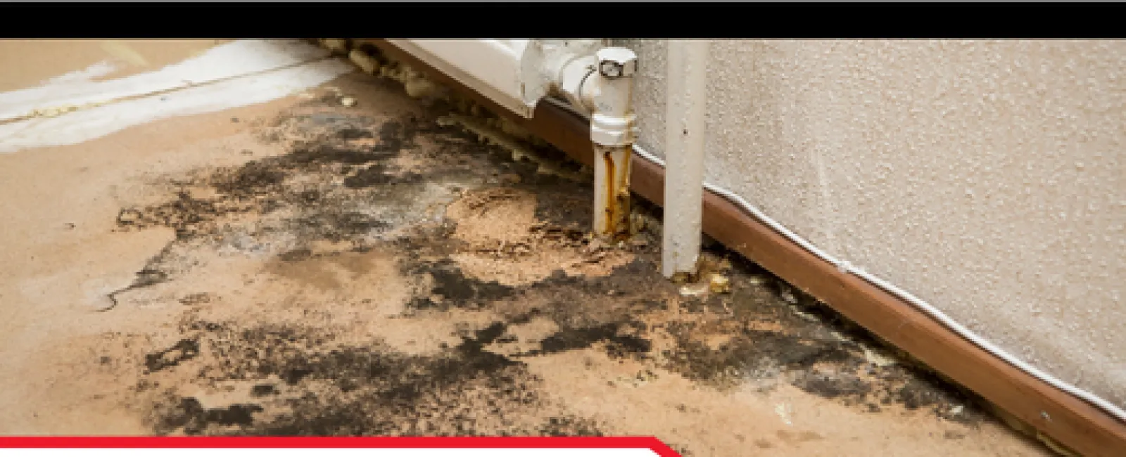 The Importance of Home Inspections: Spotting Water Intrusion and Potential Mold Growth