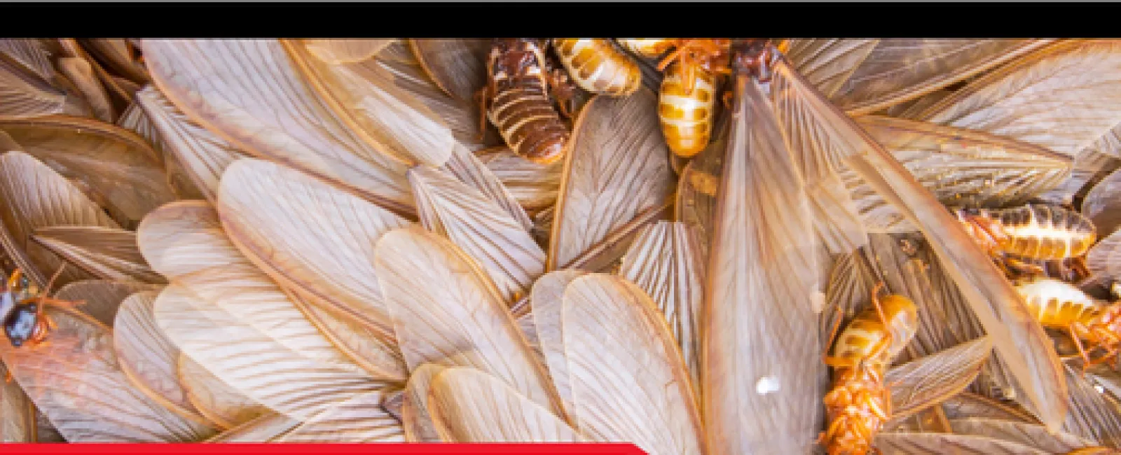 The Dangers of Active Termite Colonies & How to Protect Your Home