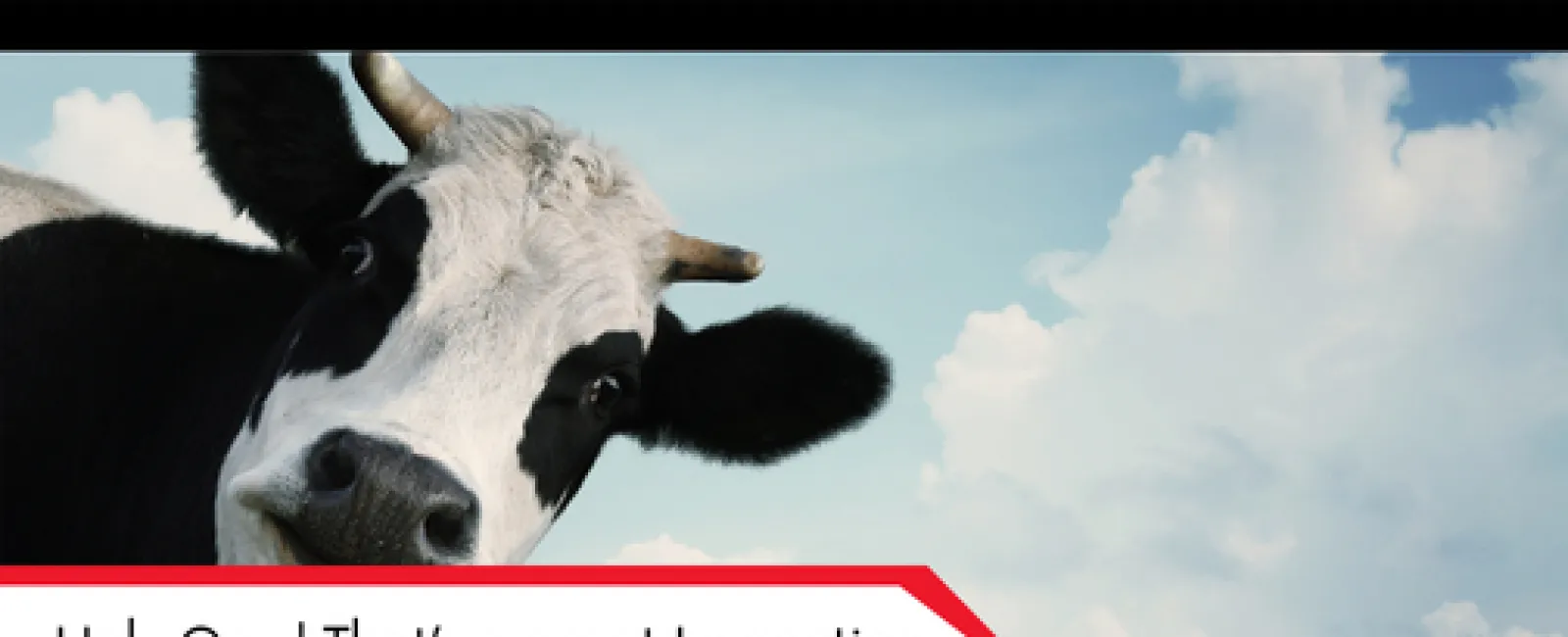 Holy Cow! That’s a great inspection