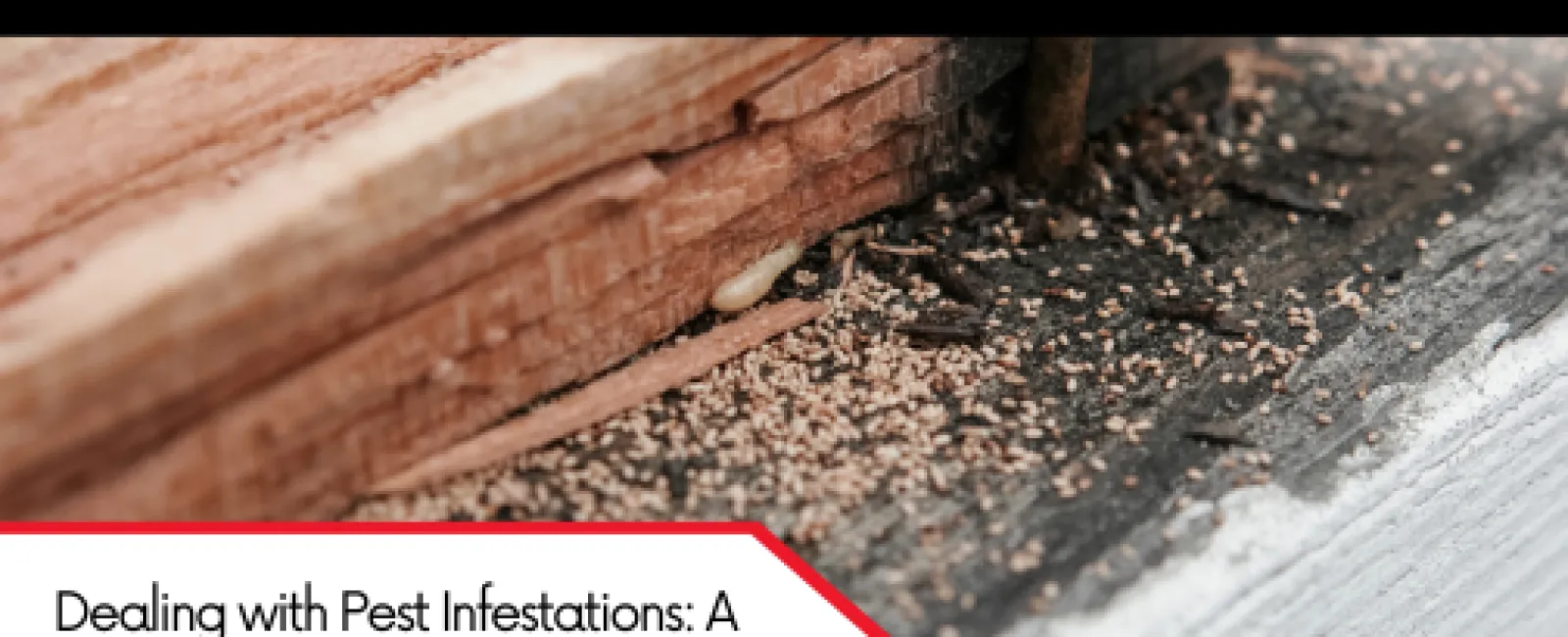 Dealing with Pest Infestations: A Home Inspector's Perspective