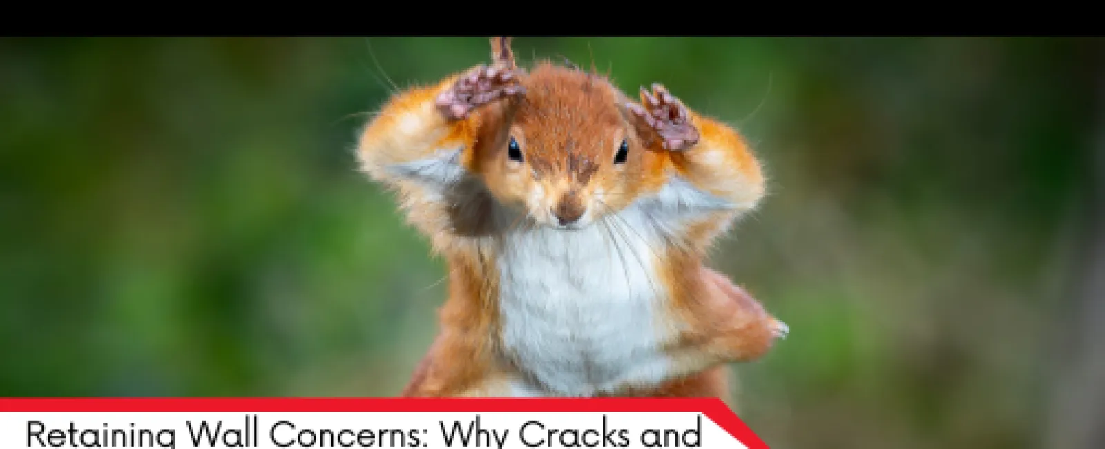 Close-up of a squirrel with raised paws and blurred green background, conveying alertness and focus.