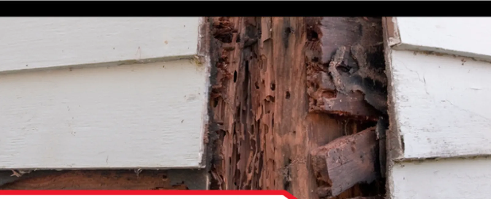 Termite Risk in Older Condos: What You Need to Know