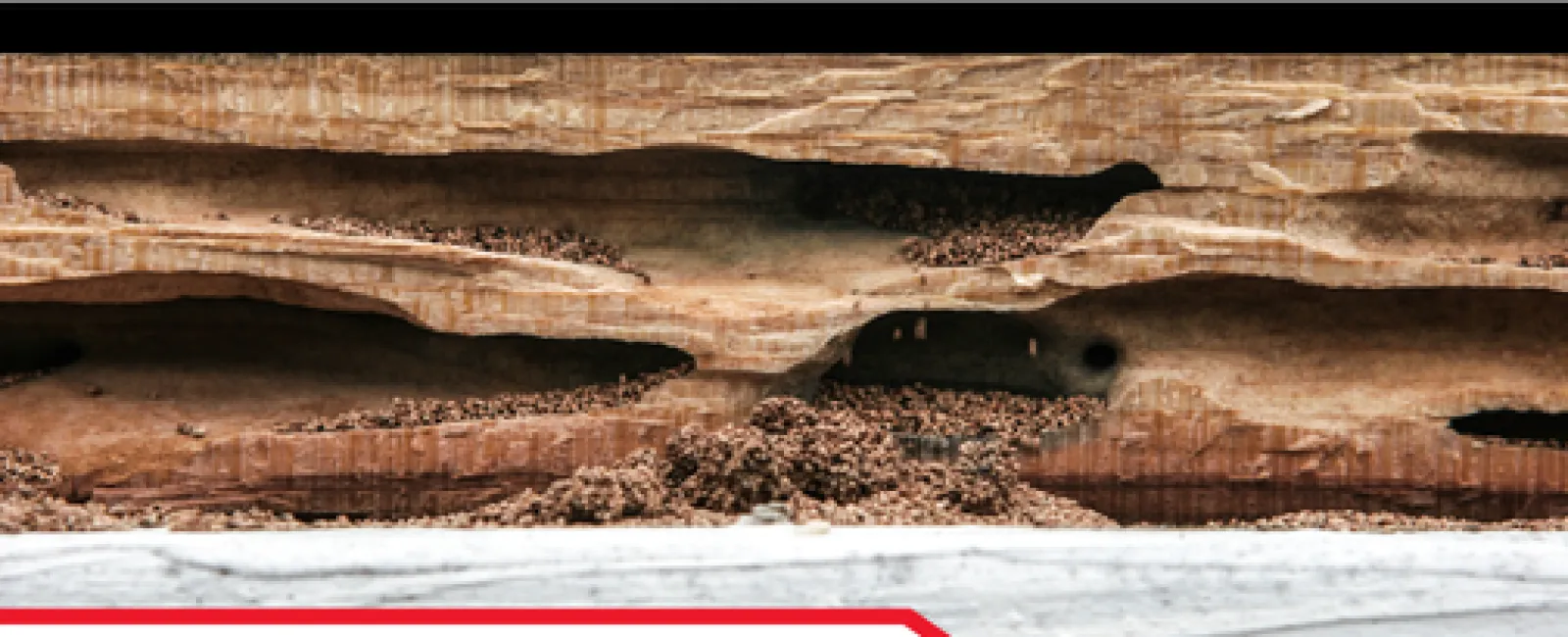 Close-up of termite-damaged wood showing tunnels and termite infestation for inspection services.