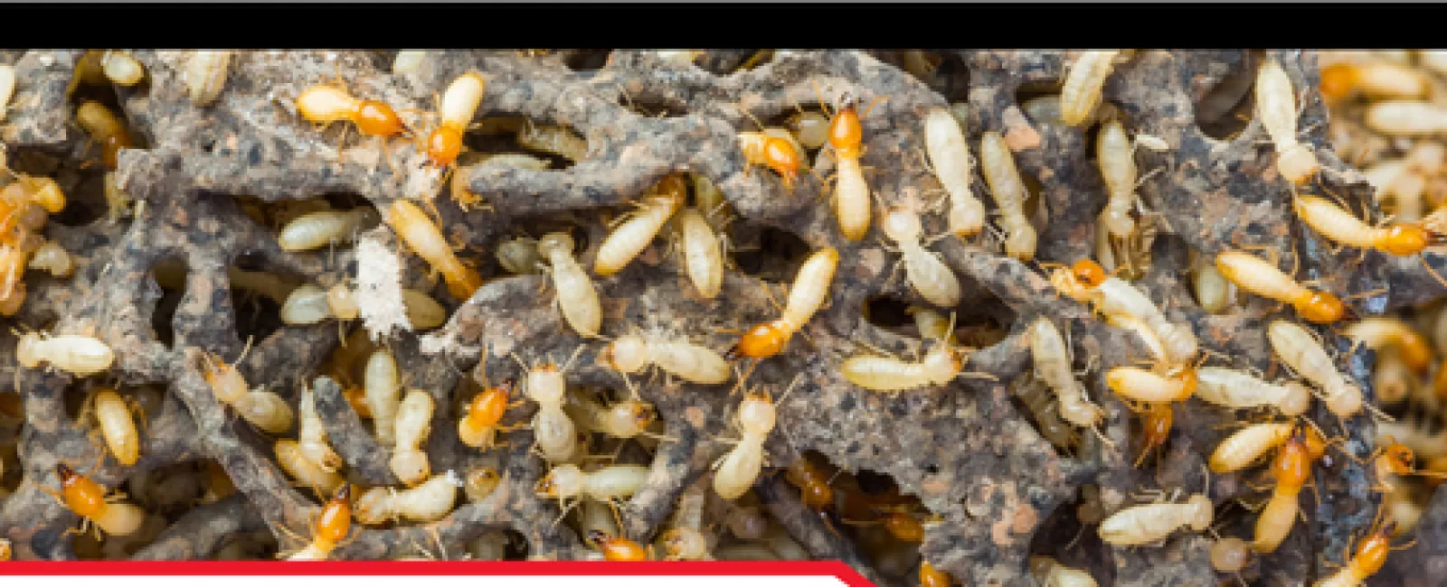 Termite Activity in Townhomes: A Hidden Threat