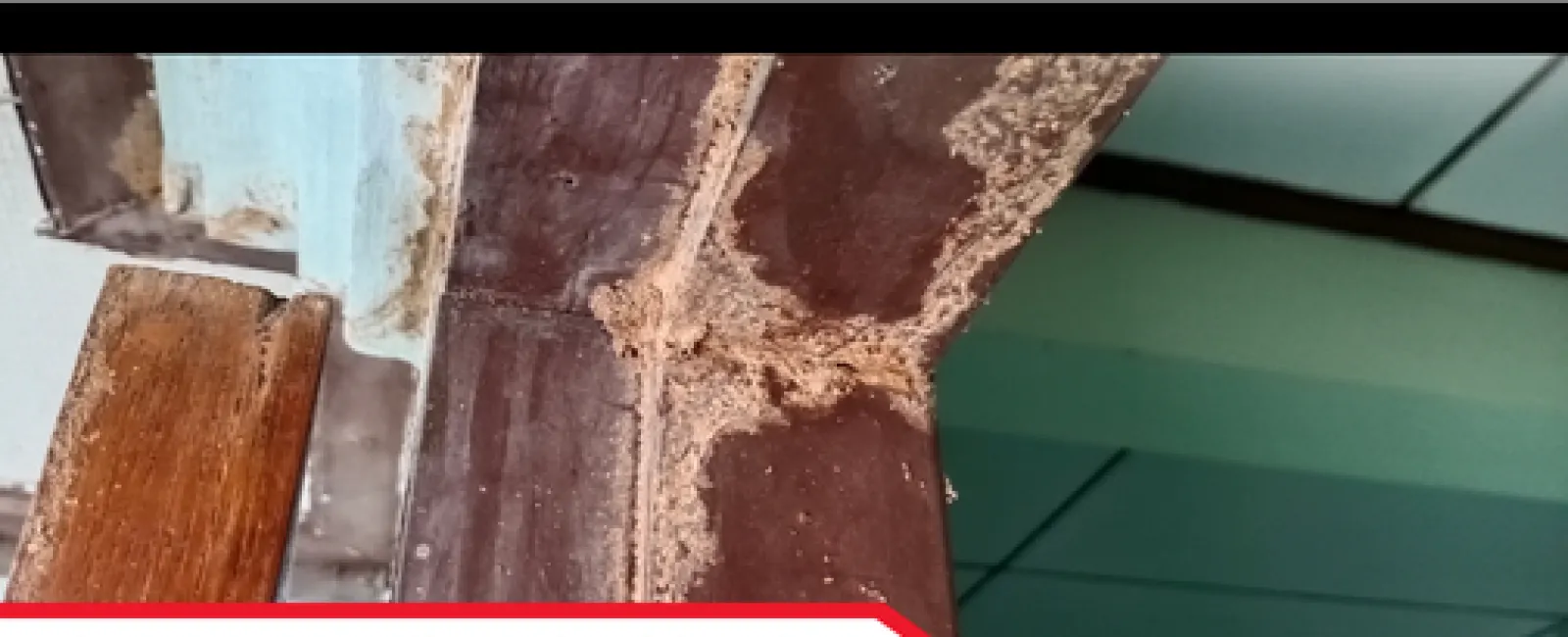 Why Buyers & Sellers Shouldn’t Skip a Termite Inspection