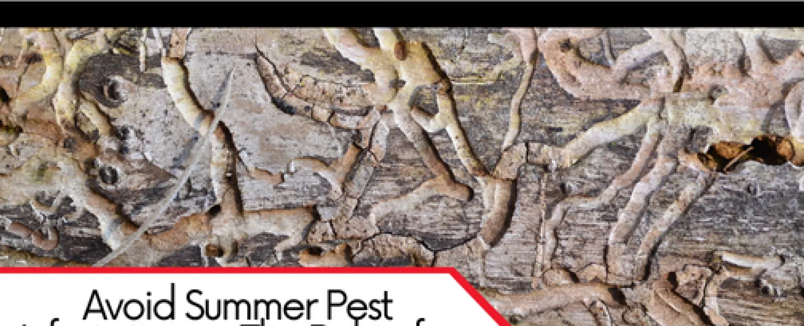 Avoid Summer Pest Infestations – The Role of a WDO Inspection
