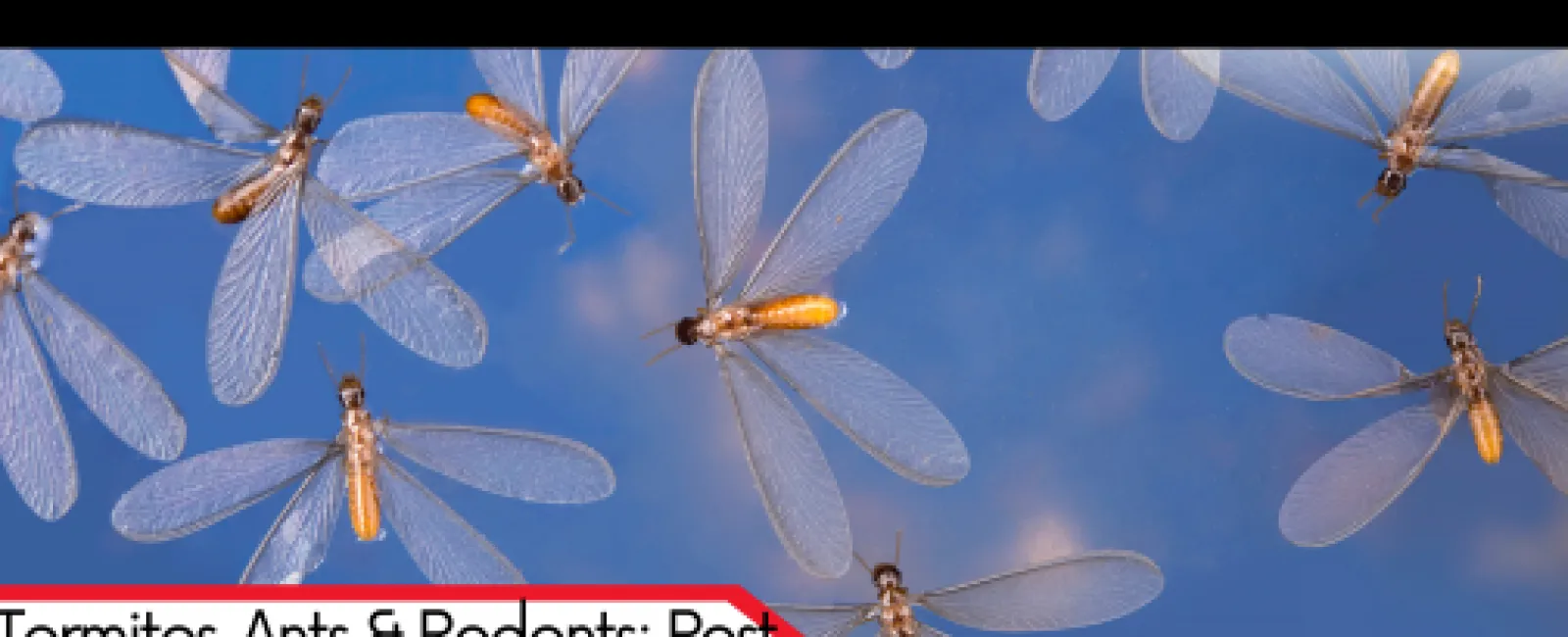 Termites, Ants & Rodents: Pest Problems That Home Inspections Uncover