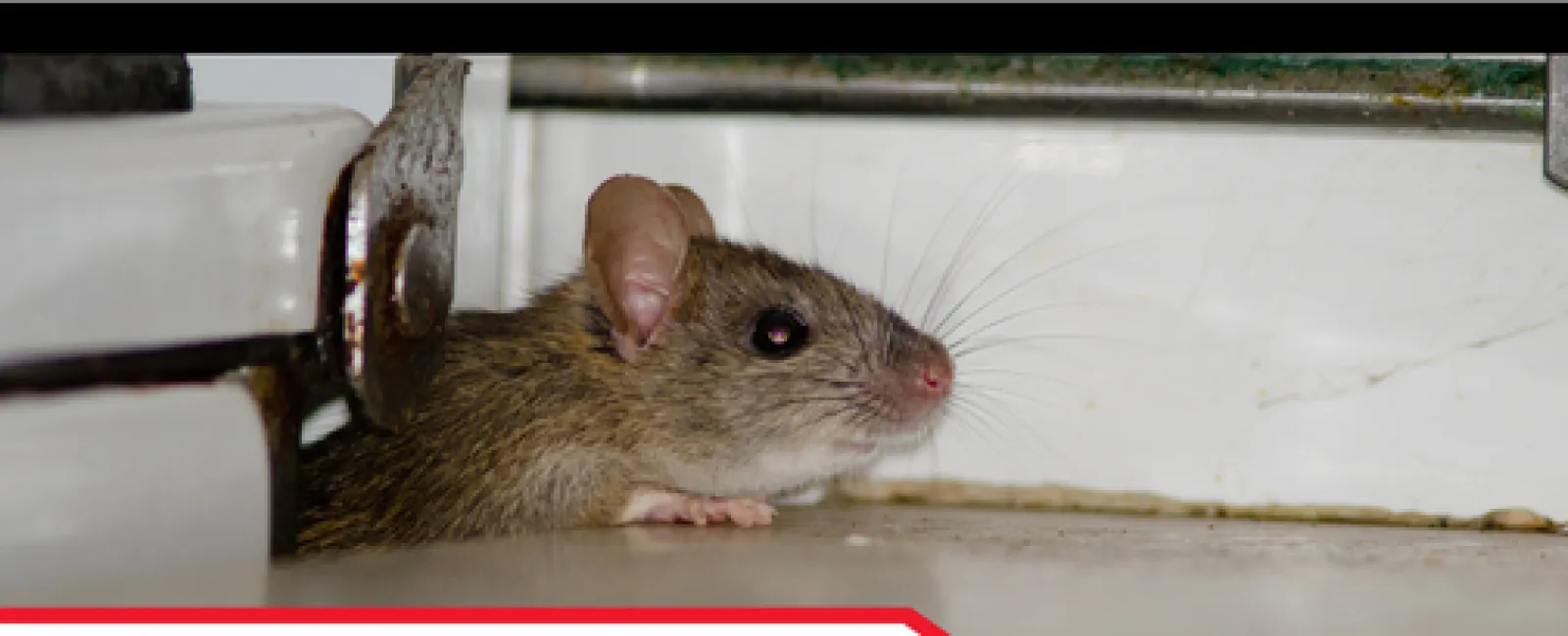 Dealing with Pest Infestations: A Home Inspector's Perspective.