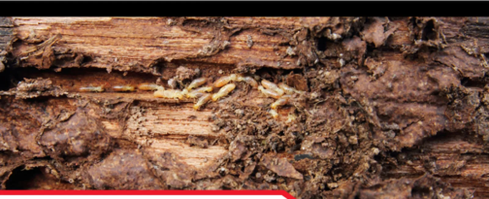 Close-up of wood damaged by termites with visible termite insects on decomposing surface.