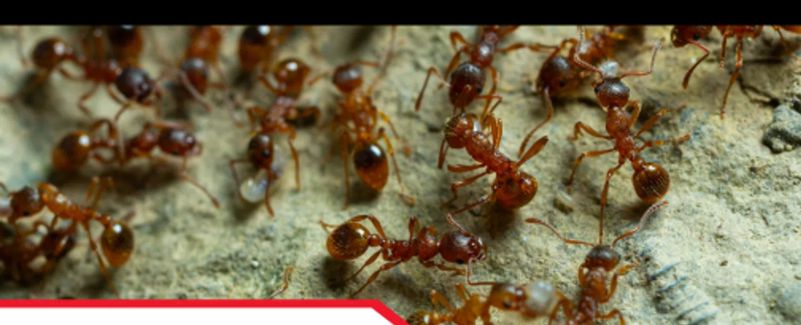 Why Ant Activity Shouldn't Be Ignored