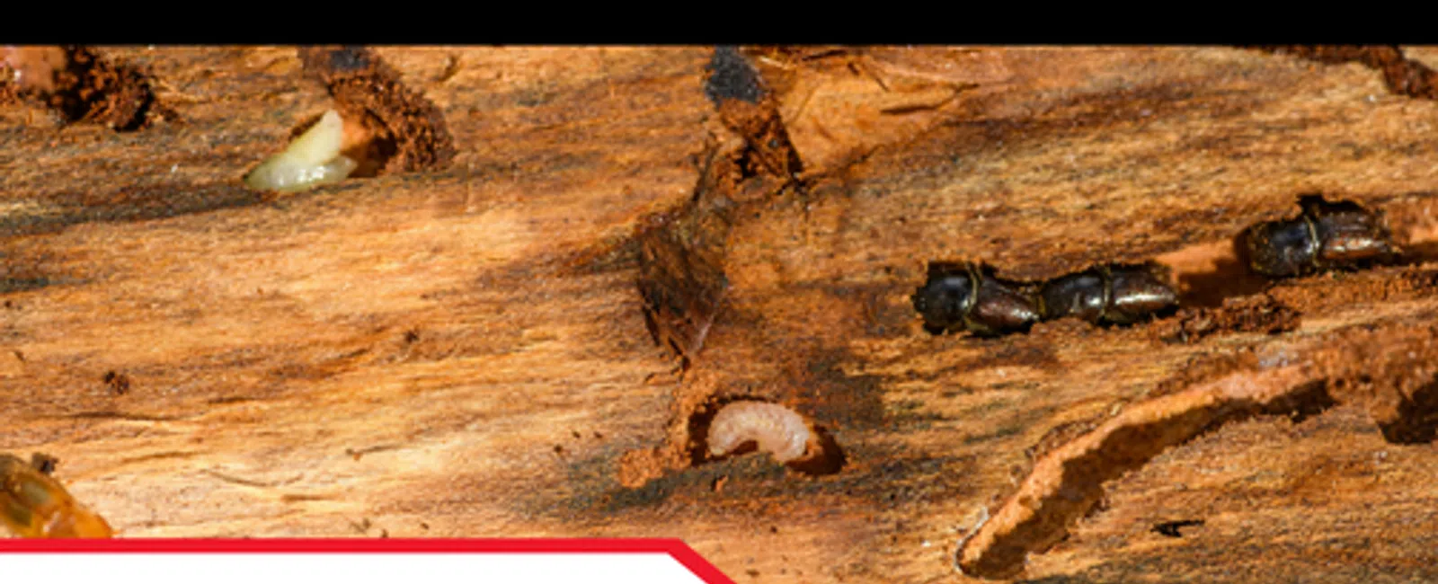 Why Termite Inspections Matter for Southeastern Homes