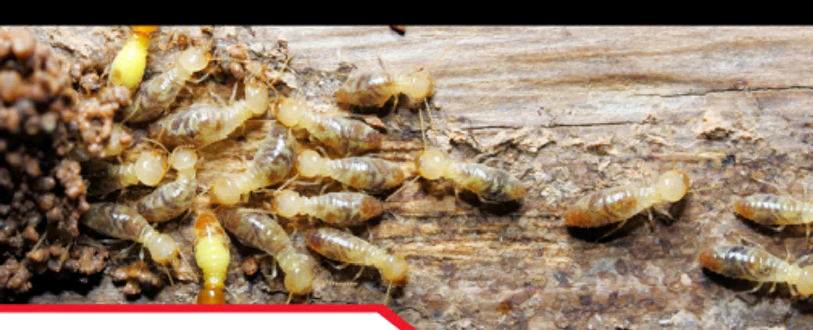 Why Termite Inspections Matter in Tennessee Homes