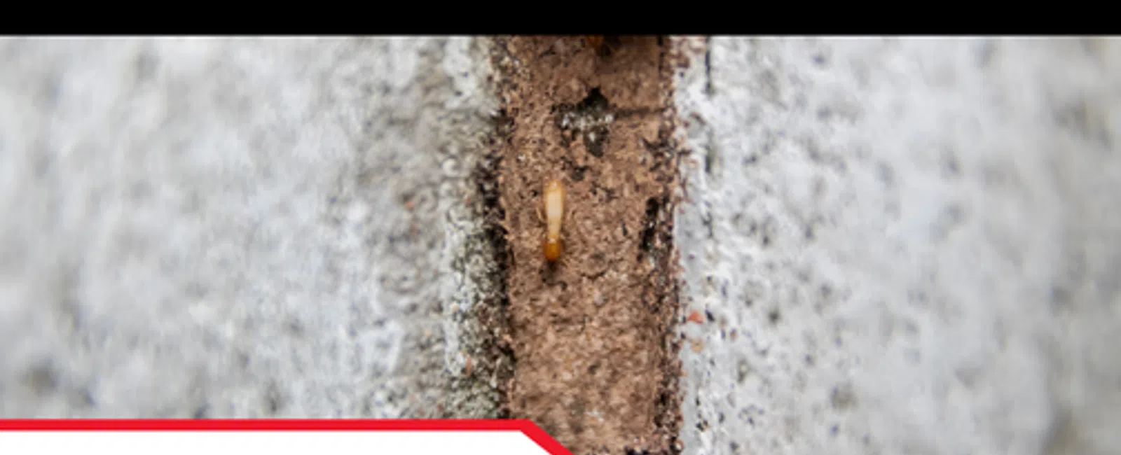 Why Termite Signs in Garages Shouldn't Be Ignored