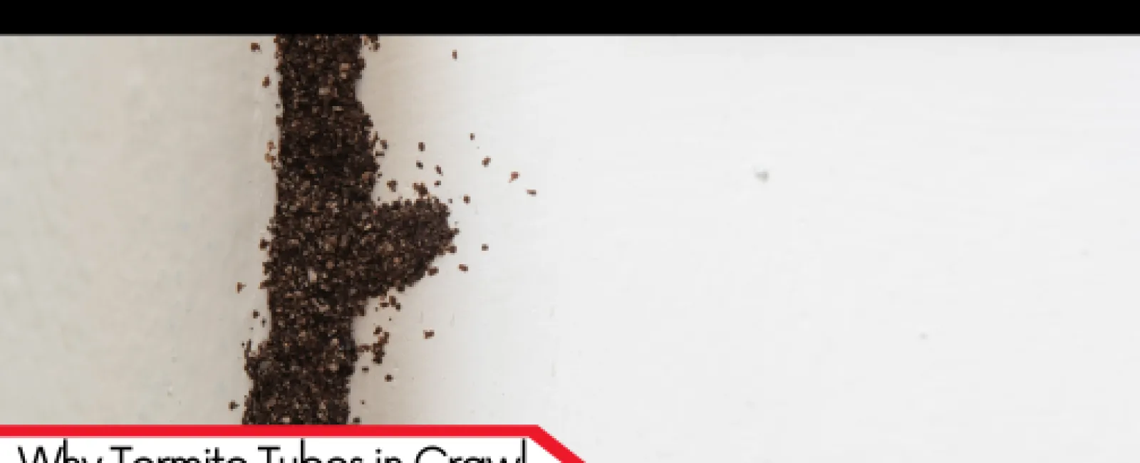 Why Termite Tubes in Crawl Spaces Shouldn’t Be Overlooked