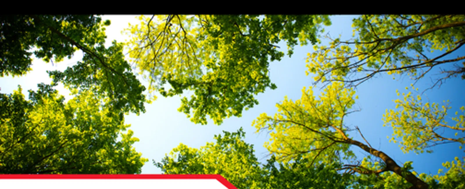 Why Tree Limbs Should Stay Clear of Your Roof