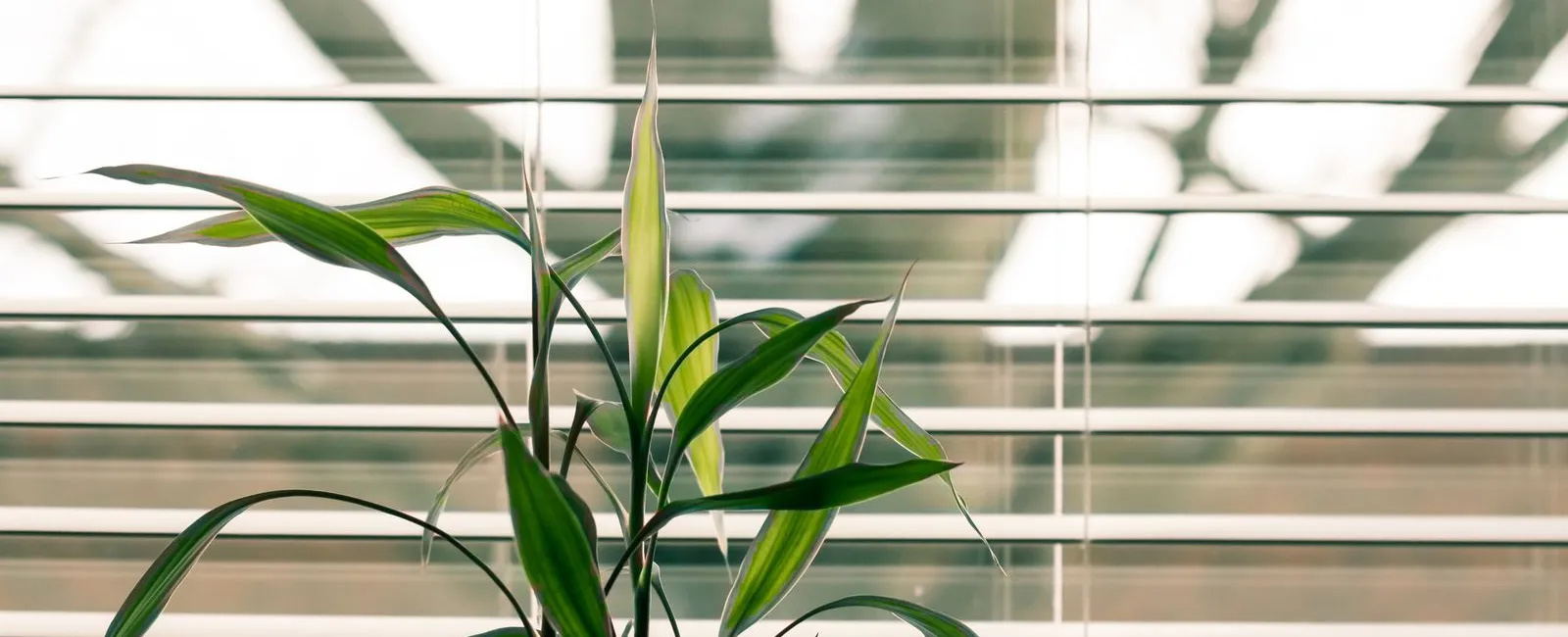 Everything You Need to Know About How to Clean Your Blinds