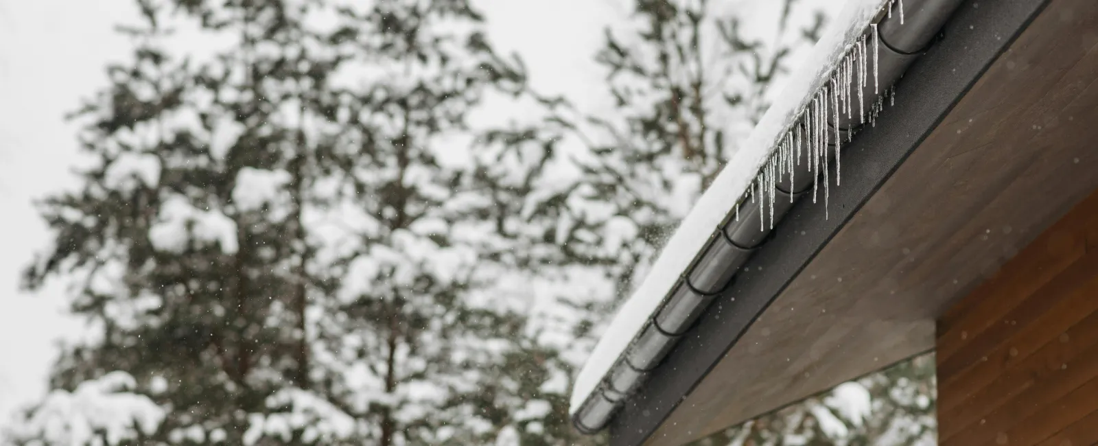 Icicles hanging from the eaves of a snowy house surrounded by evergreen trees in winter.
