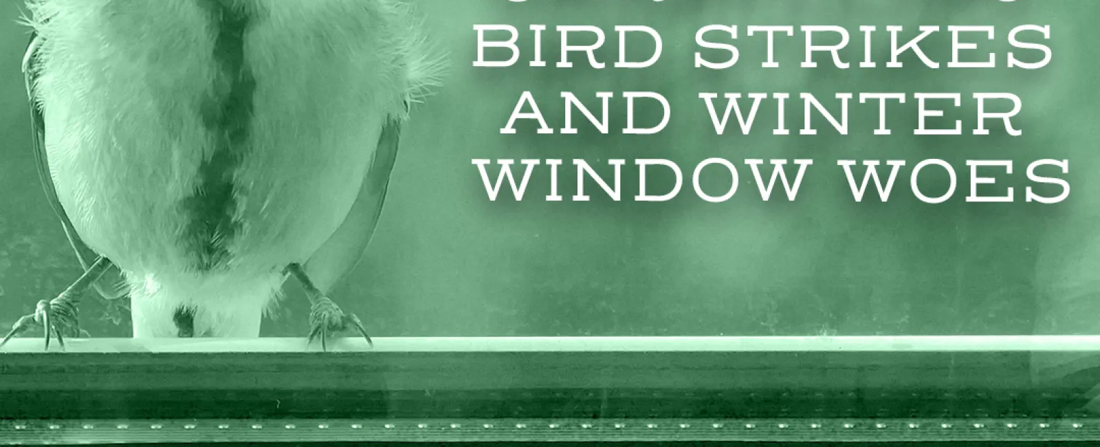 Feathered Follies: Unraveling Bird Strikes and Winter Window Woes