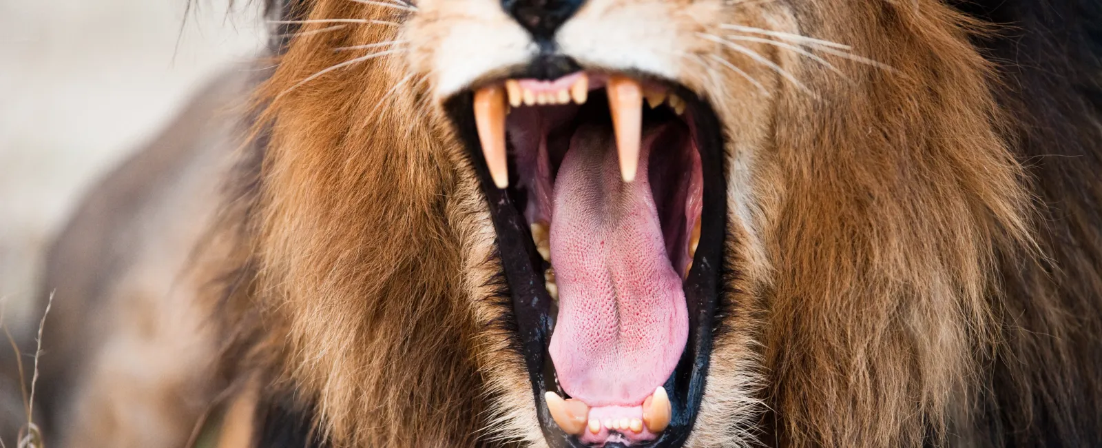 a lion with its mouth open