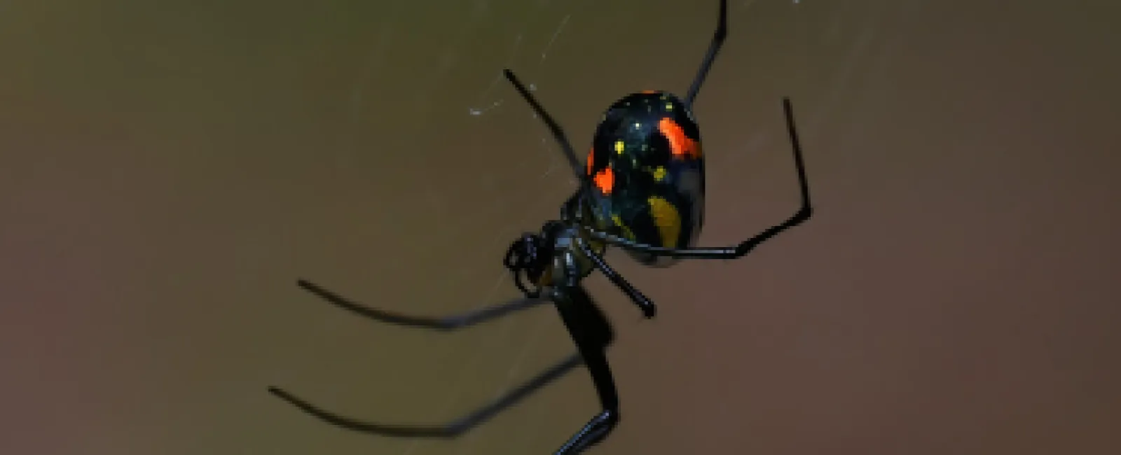 Common Spiders in San Diego