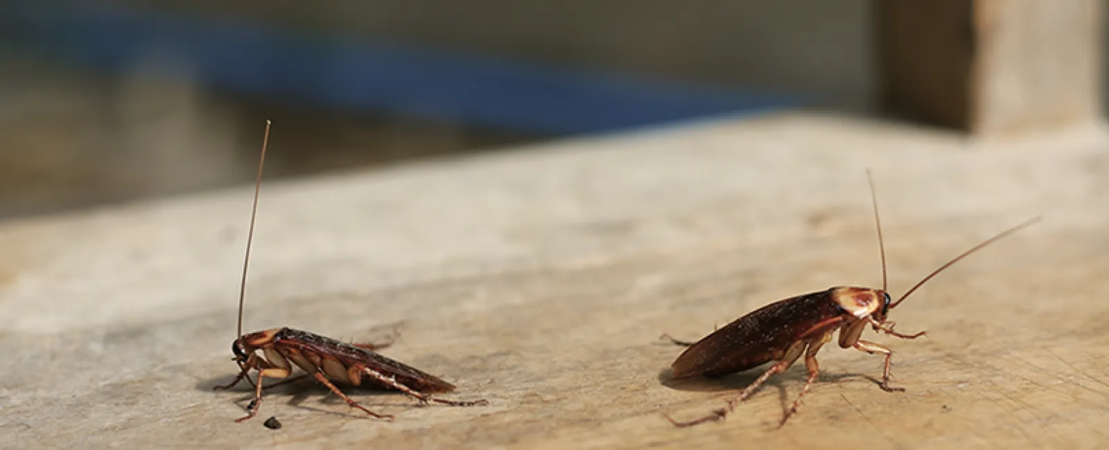 Two cockroaches on a textured surface, one smaller and the other larger, showcasing typical insect features.