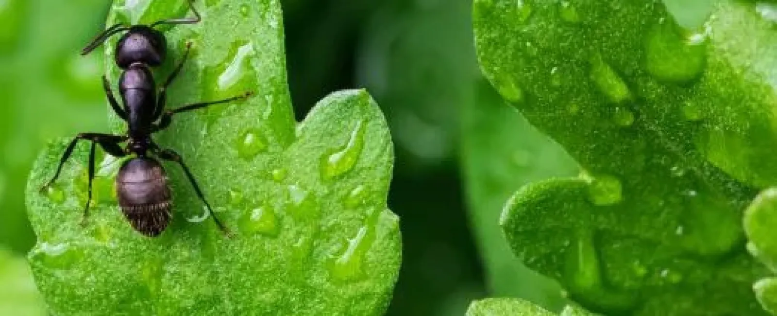 Close-up of a black ant on a green leaf covered with water droplets in natural light.