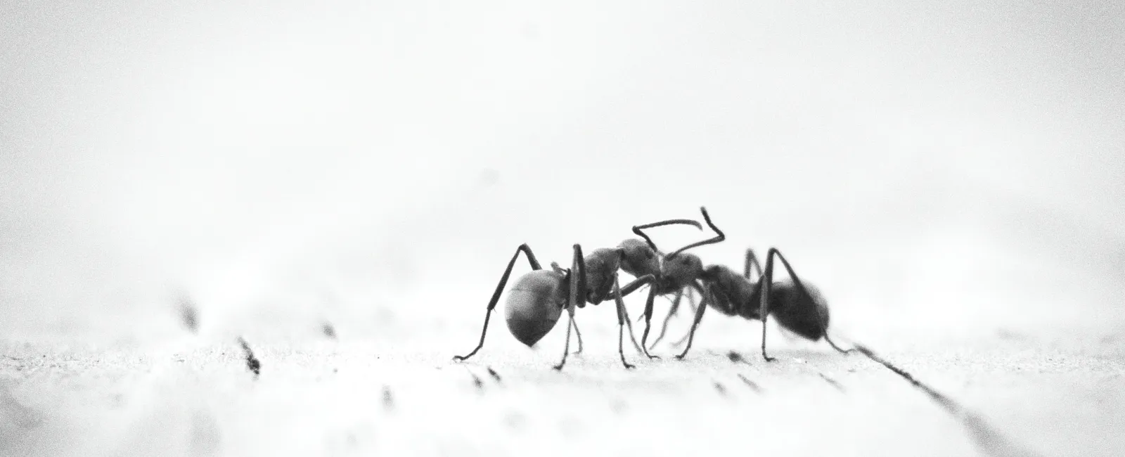 Close-up black and white macro photo of an ant walking on a textured surface with a shallow depth of field.