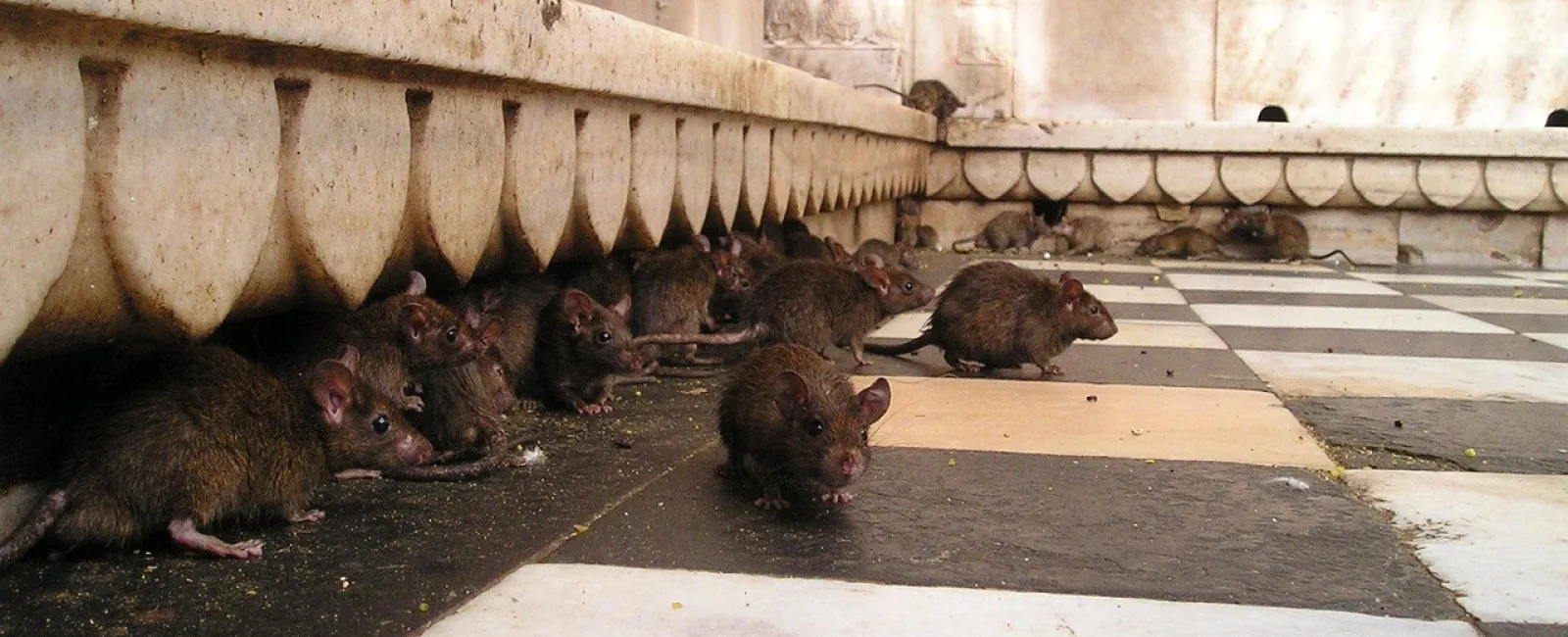 rodents pest infestation San Diego