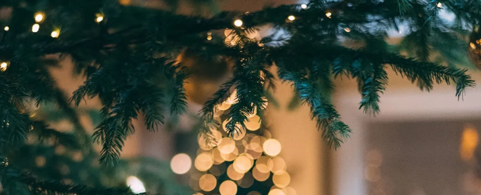 Last Minute Winter Pest Control Can Still Help You This Year