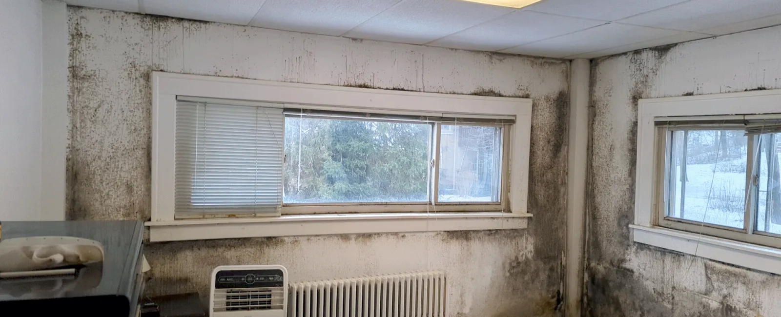 Is this Mold or Mildew