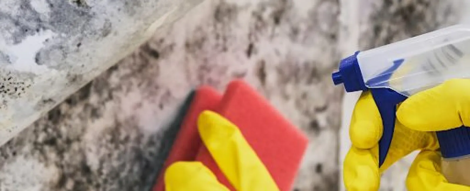 Toxic Black Mold: Truths and Myths