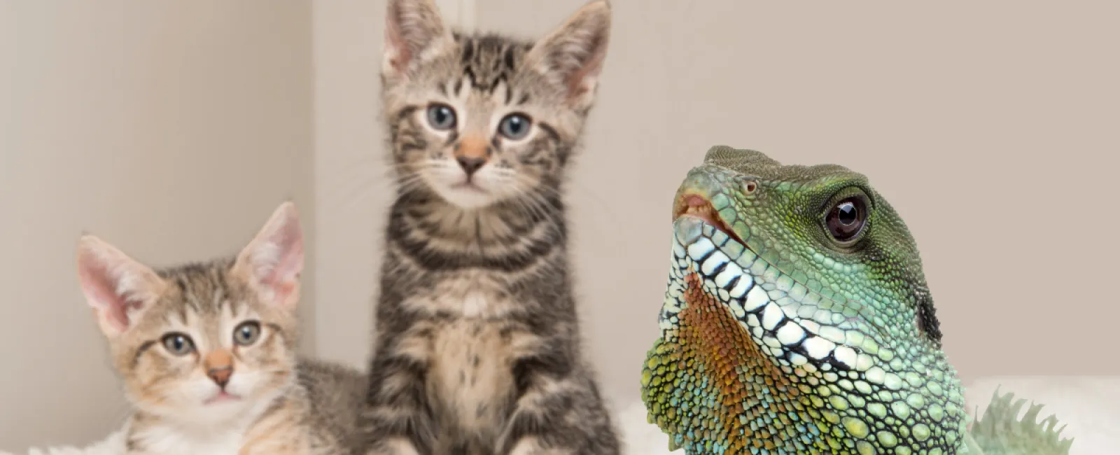 Smell No More: The 8-Year Tenant Who Left Behind Major Odor Issues